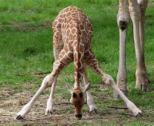 giraffe wide-leg forward fold