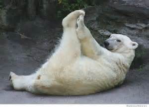 polar bear Pilates